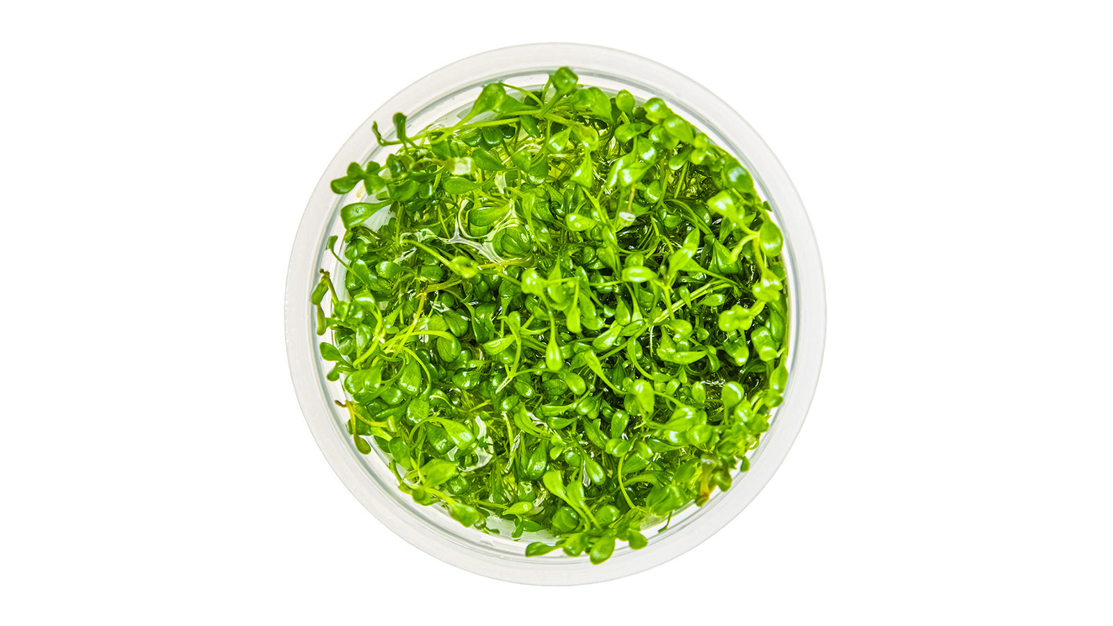 Glossostigma elatinoides InVitro