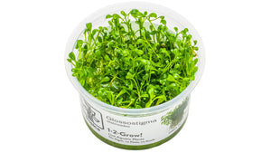 Glossostigma elatinoides InVitro