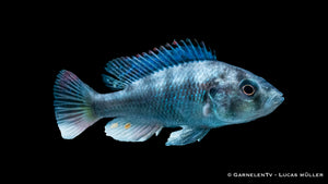 Glühkohlenmaulbrüter Astatotilapia nubila mit roten Schattierungen