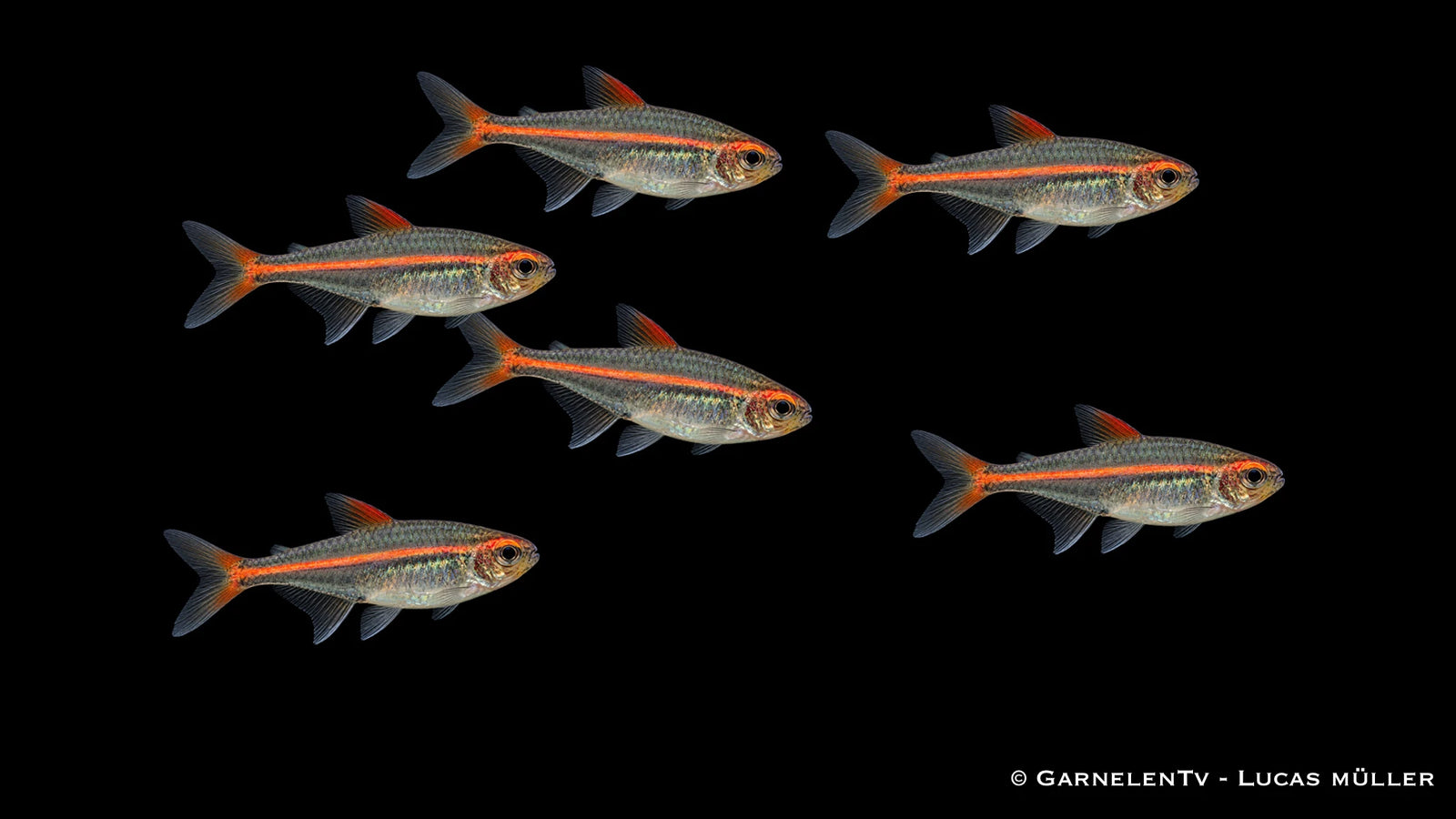 Einsteiger-Set für 80 cm Aquarien (112 Liter) – 15 Glühlichtsalmler, 8 Metallpanzerwelse, 8 Platys