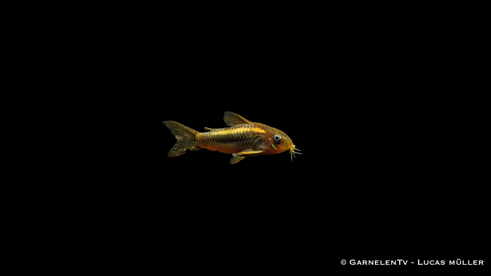 Gold-Laser Panzerwels Corydoras spec. CW010 im Aquarium mit goldener Linie