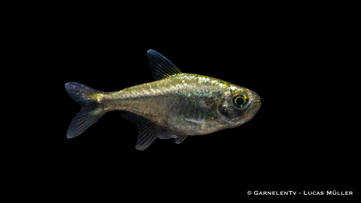 Gold Tetra (Hemigrammus rodwayi) im Aquarium
