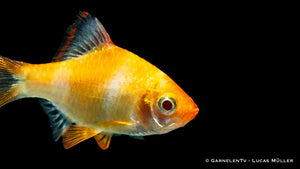 Goldene Sumatrabarbe schwimmt im Becken