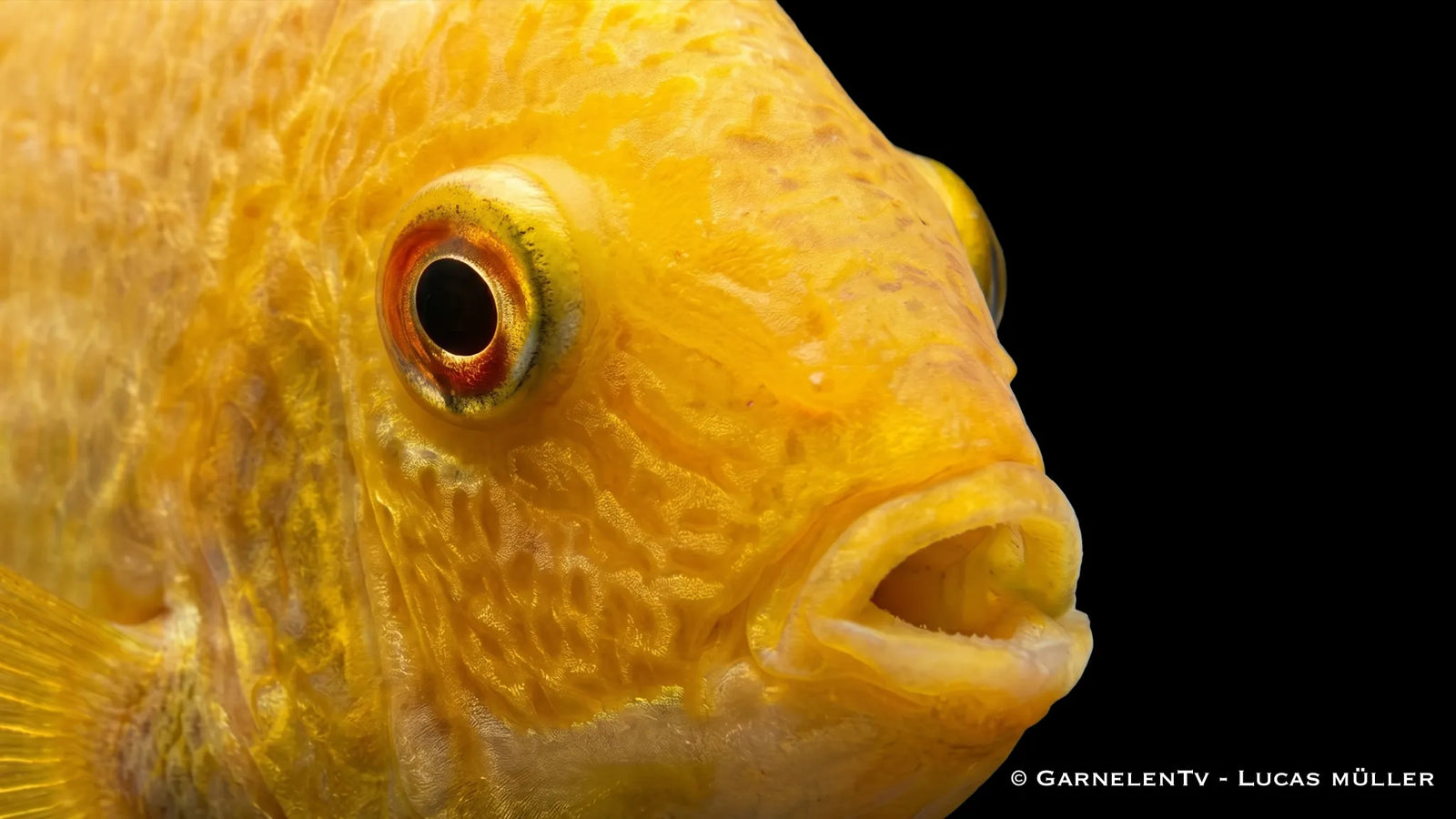 Goldener Augenfleck Buntbarsch Heros severum Gold mit gelber Körperfarbe, runder Buntbarsch Form und markantem Augenfleck im Süßwasseraquarium