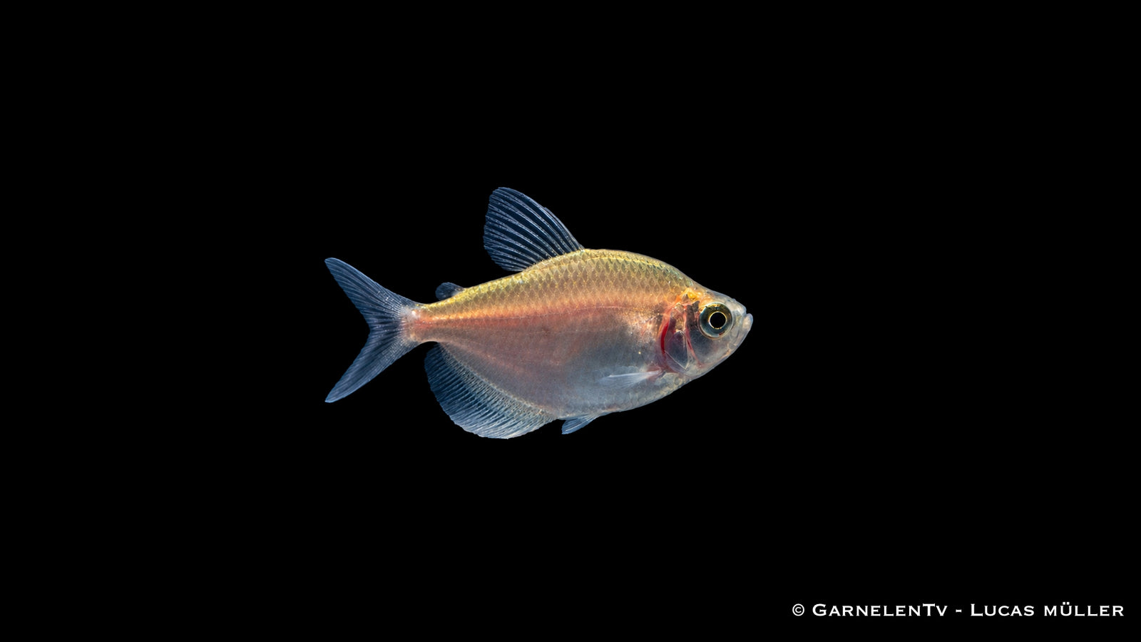 Goldener Trauermantelsalmler - Gymnocorymbus ternetzi