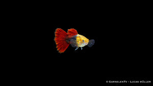 Guppy männlich red gold tuxedo - Poecilia reticulata