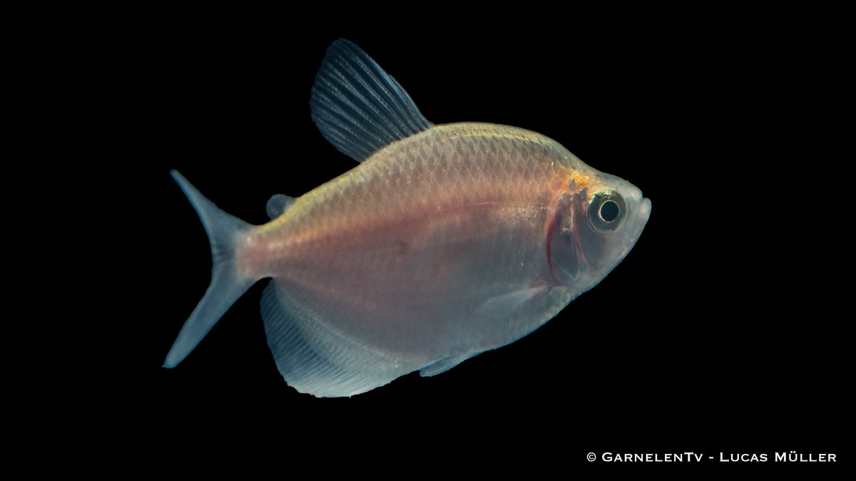 Goldener Trauermantelsalmler im Aquarium schwimmend