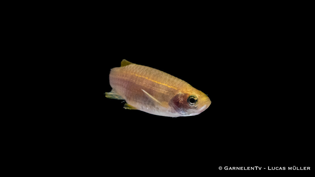 Goldener Zebrabärbling swimming with other peaceful fish