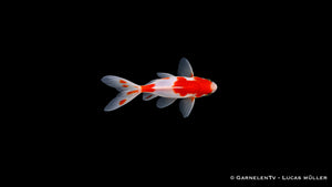 Sarasa Goldfisch 4 bis 6 cm Carassius auratus auratus rot weißer Kaltwasserfisch für Teich von oben