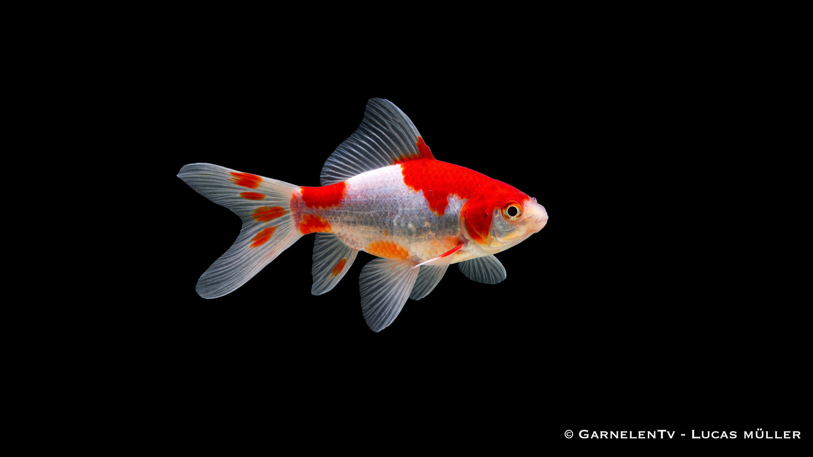Goldfisch Sarasa Carassius auratus auratus 4 bis 6 cm rot weißer Teich Goldfisch Jungtier