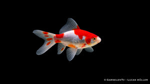 Goldfisch Sarasa Carassius auratus auratus 4 bis 6 cm rot weißer Teich Goldfisch Jungtier