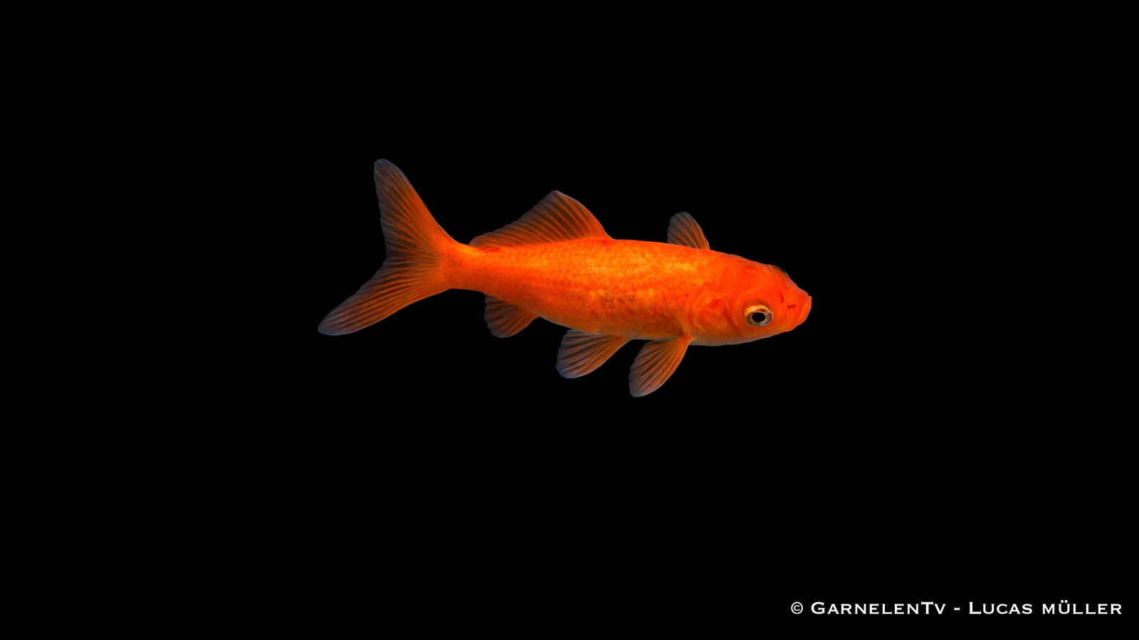 Goldfisch Carassius auratus auratus klassischer Teich Goldfisch Kaltwasserfisch