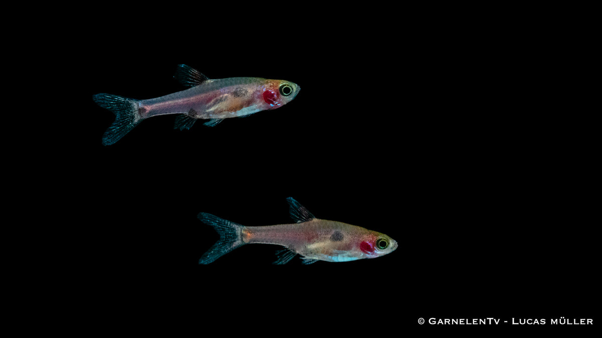 Boraras merah shoaling in a community tank