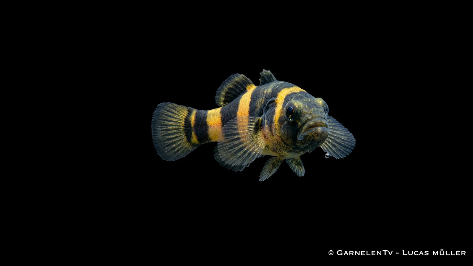 Goldringelgrundel Brachygobius xanthozona mit gelb schwarzer Ringelzeichnung, kompakter Körperform und auffälliger Grundel Optik im Aquarium