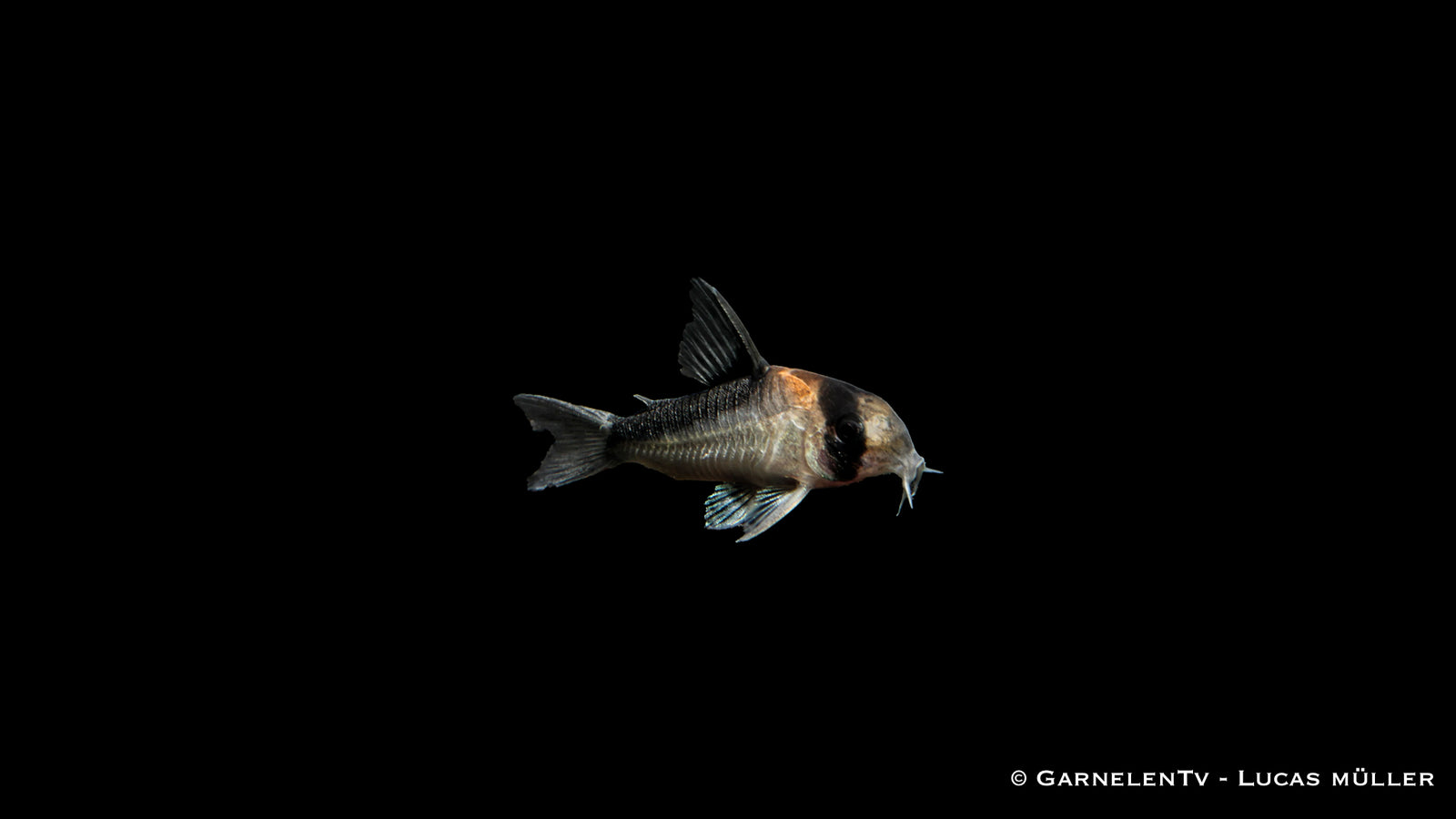 Goldstirn Panzerwels Corydoras adolfoi im Aquarium