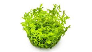 Gratiola viscidula