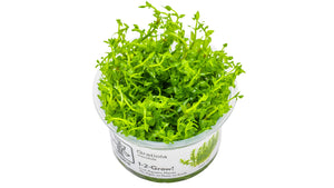 Gratiola viscidula - InVitro