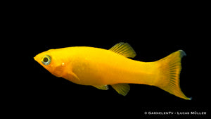 Gruppe Gold Mollys im Gesellschaftsaquarium