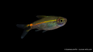 Grüner Neon - Hyphessobrycon hyanuary