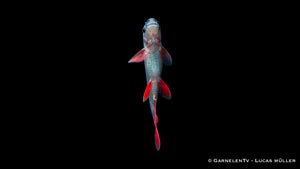 Epalzeorhynchos frenatum in einem strukturierten Aquarium
