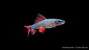 Grüner Fransenlipper Epalzeorhynchos frenatum im Aquarium