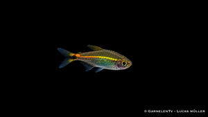 Grüner Neon - Hyphessobrycon hyanuary