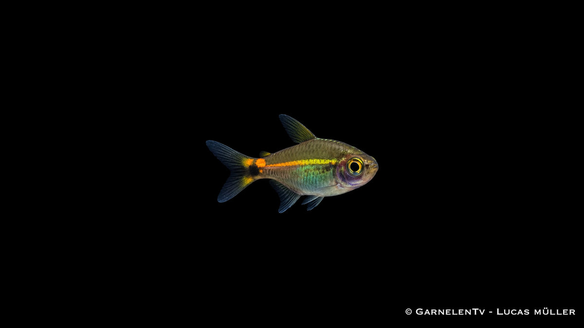 Grüner Neon - Hyphessobrycon hyanuary