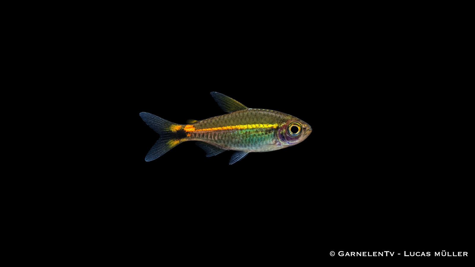Grüner Neon - Hyphessobrycon hyanuary