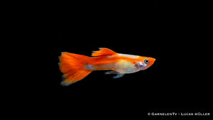 Guppy Koi kohaku - Poecilia reticulata Männchen
