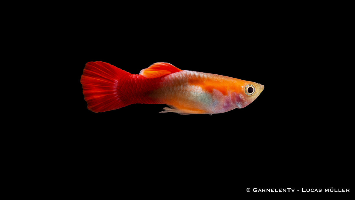Guppy männlich red blonde tuxedo - Poecilia reticulata