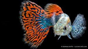 Poecilia reticulata Dumbo Red Dragon als farbintensiver Guppy mit großen Dumbo Flossen, roter Musterung und lebhaftem Schwimmverhalten