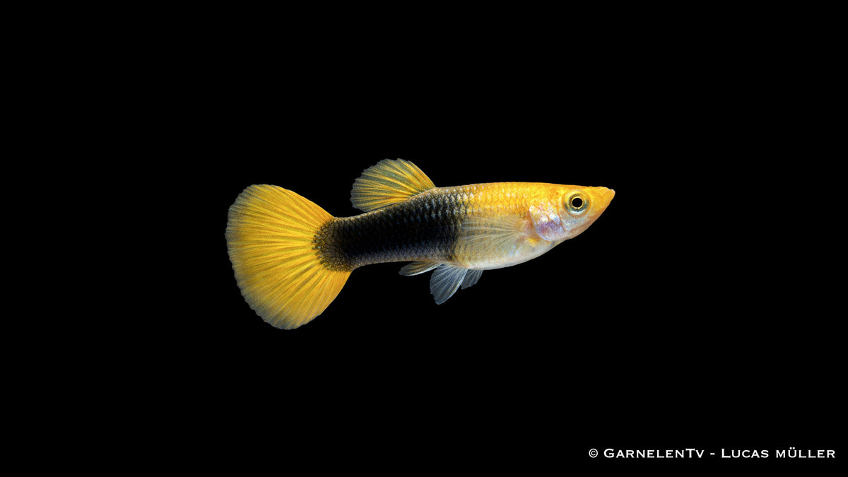 Guppy weiblich Goldgelb Tuxedo – Poecilia reticulata