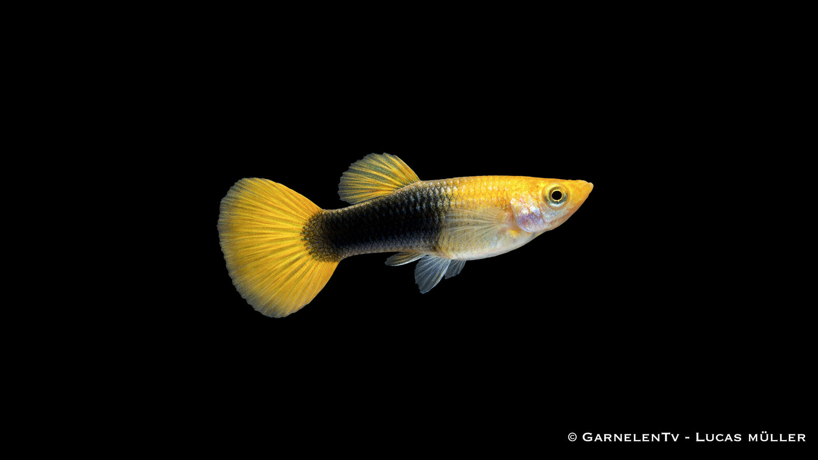 Guppy weiblich Goldgelb Tuxedo – Poecilia reticulata