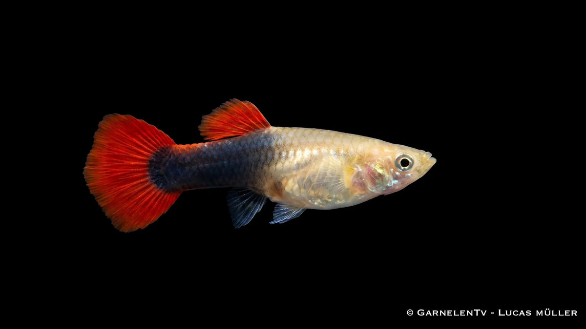 Weiblicher Red Blond Tuxedo Guppy Poecilia reticulata mit heller Körperfarbe, roter Flossenzeichnung und dunklem Tuxedo Muster im Aquarium