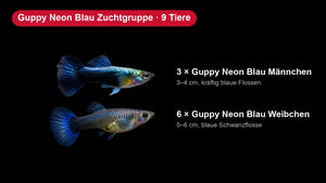 Guppy Neon Blau Zuchtgruppe - 3 Männchen + 6 Weibchen - Poecilia reticulata