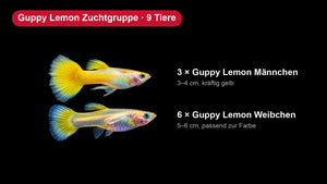 Guppy Lemon Zuchtgruppe - 3 Männchen + 6 Weibchen - Poecilia reticulata