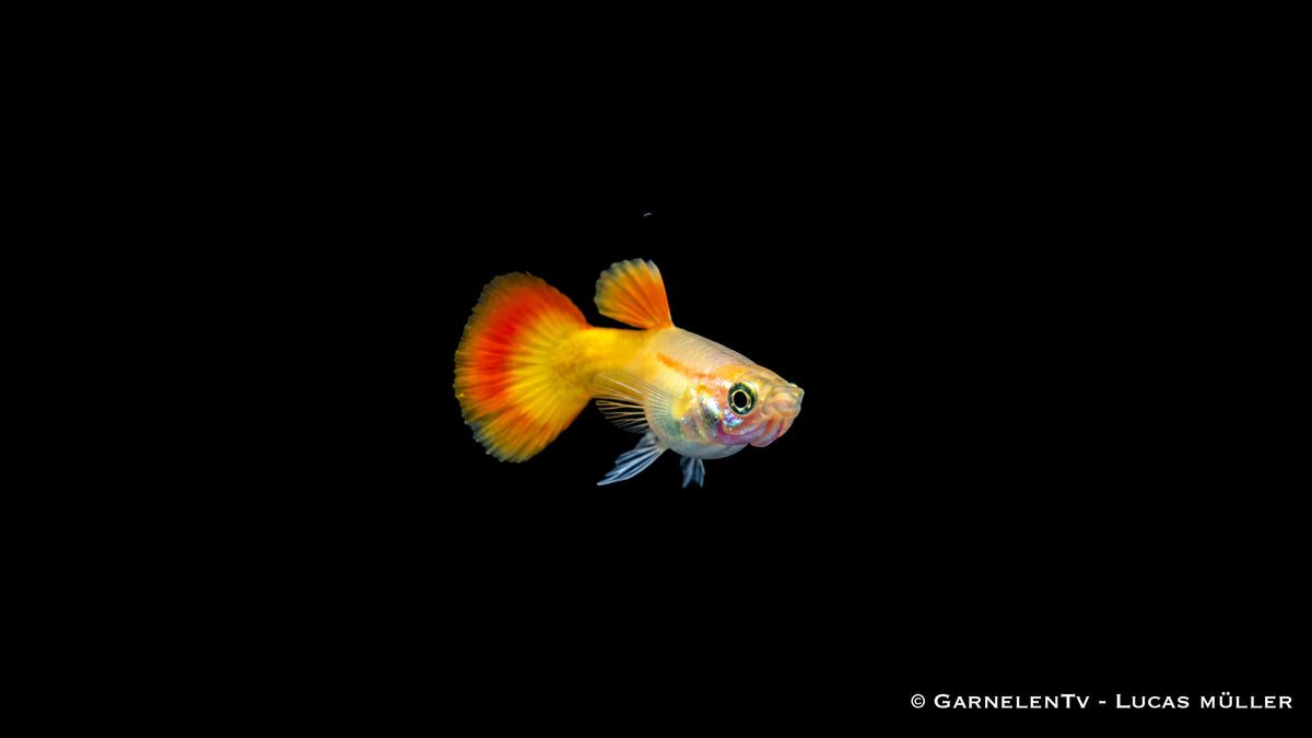 Guppy Männchen Flame - Poecilia reticulata