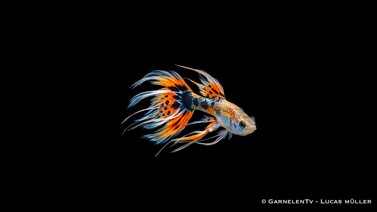 Guppy Männchen Ribbon Mix - Poecilia reticulata 1 Stk.