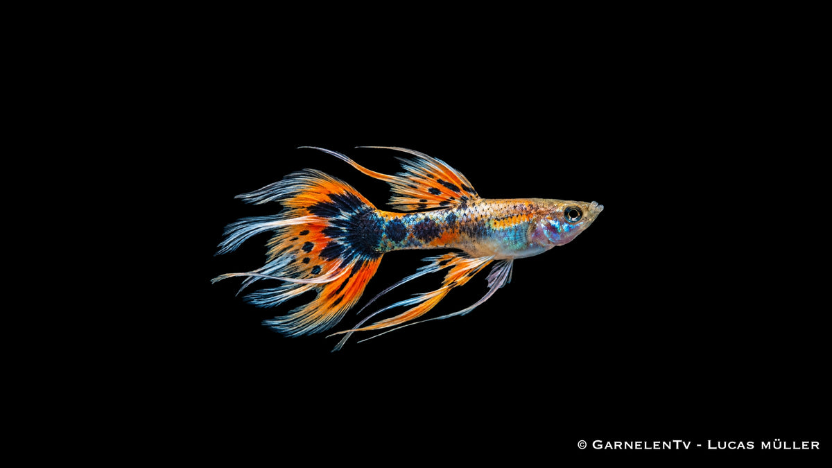 Guppy Männchen Ribbon Mix - Poecilia reticulata 1 Stk.
