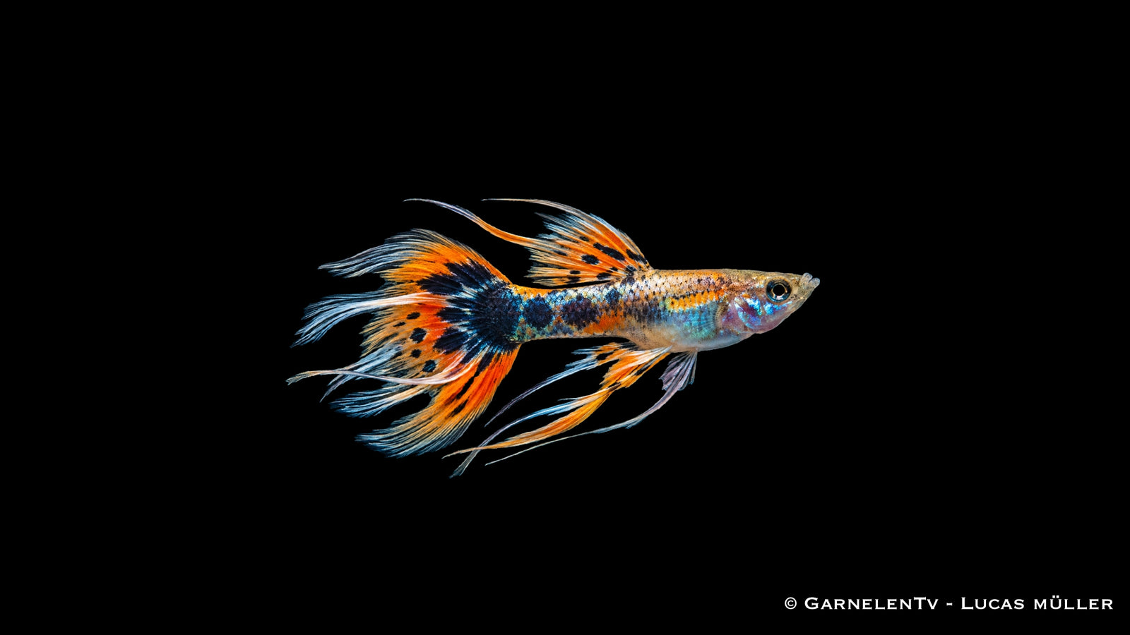 Guppy Männchen Ribbon Mix - Poecilia reticulata 1 Stk.