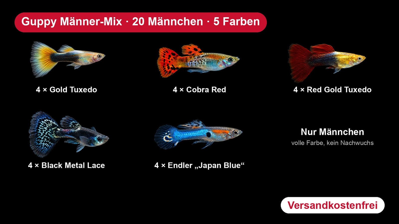 Guppy Männer-Mix – 20 Guppy-Männchen in 5 Farben für Aquarien ab 80 cm