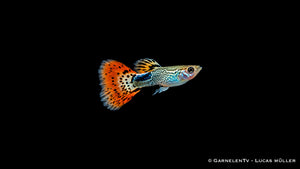 Guppy Snakeskin Rot Männchen - Poecilia reticulata