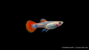Guppy Weibchen Flame - Poecilia reticulata