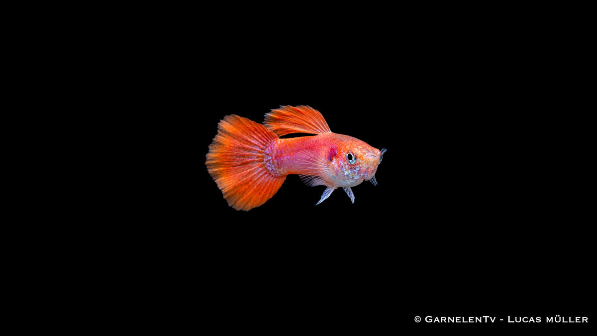 Poecilia reticulata Flame als farbintensiver männlicher Guppy mit warmen Flossentönen, aktiver Schwimmweise und dekorativer Wirkung im Süßwasseraquarium