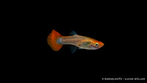 Guppy weiblich Dragon Platinum in Gemeinschaftsbecken
