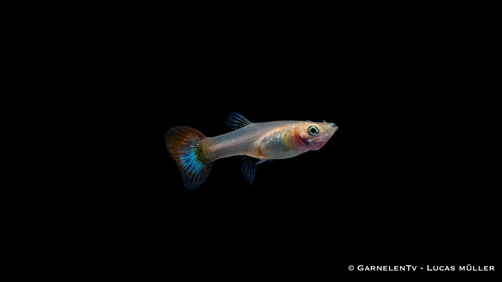 Guppy weiblich Dragon Platinum Nahaufnahme