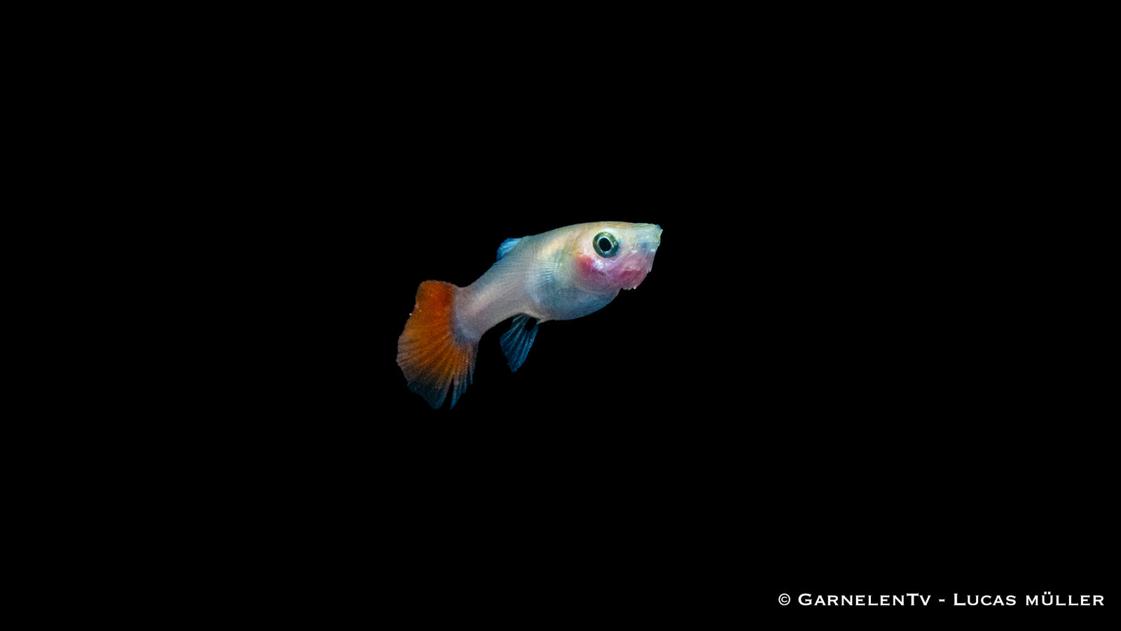 Guppy weiblich Dragon Platinum Nahaufnahme