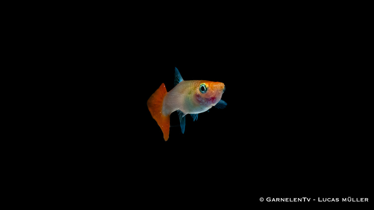 Weiblicher Dragon Platinum Guppy mit Pflanzen