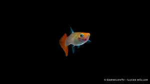 Weiblicher Dragon Platinum Guppy mit Pflanzen