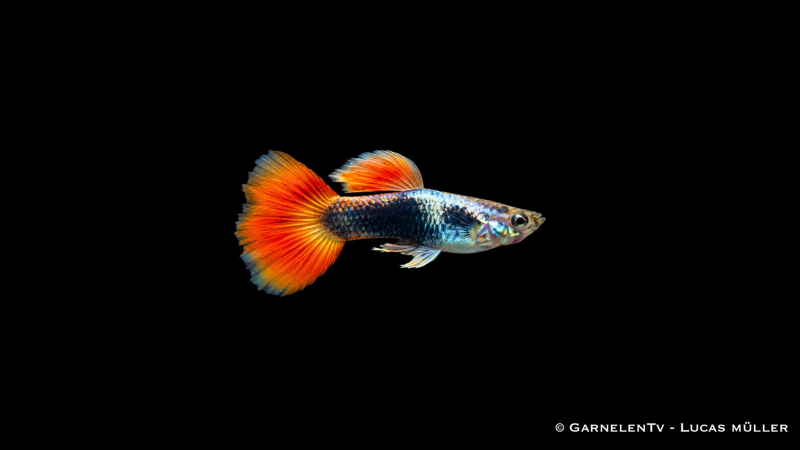 Guppy flame tuxedo Männchen - Poecilia reticulata